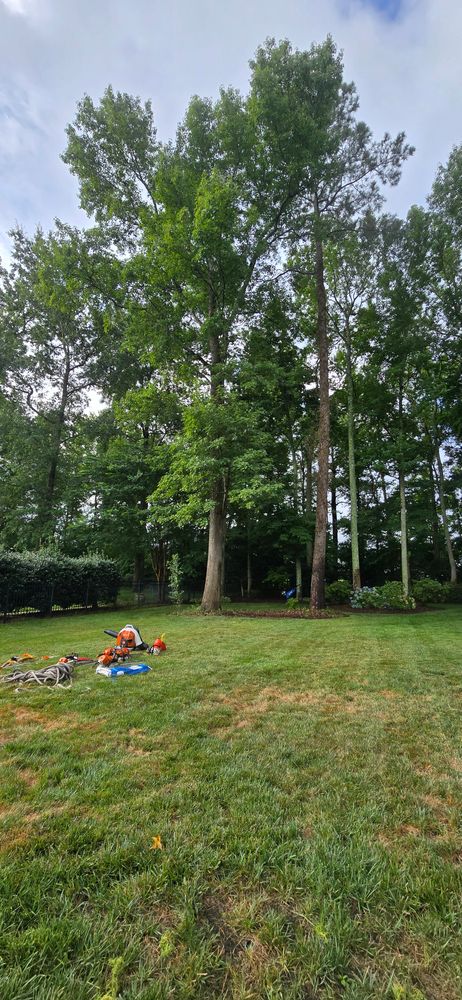 All Photos for Beach Tree Care in Virginia Beach, VA