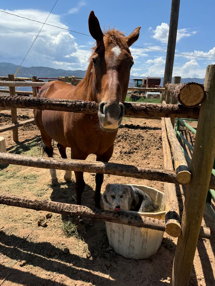 All Photos for Burton Fencing in Parowan, UT