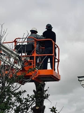 Our Hauling service efficiently removes and disposes of tree debris from your property, ensuring a clean and safe environment. Trust our team to handle all your cleanup needs quickly and professionally. for Lion In The Tree Trimming Service in Big Spring, TX