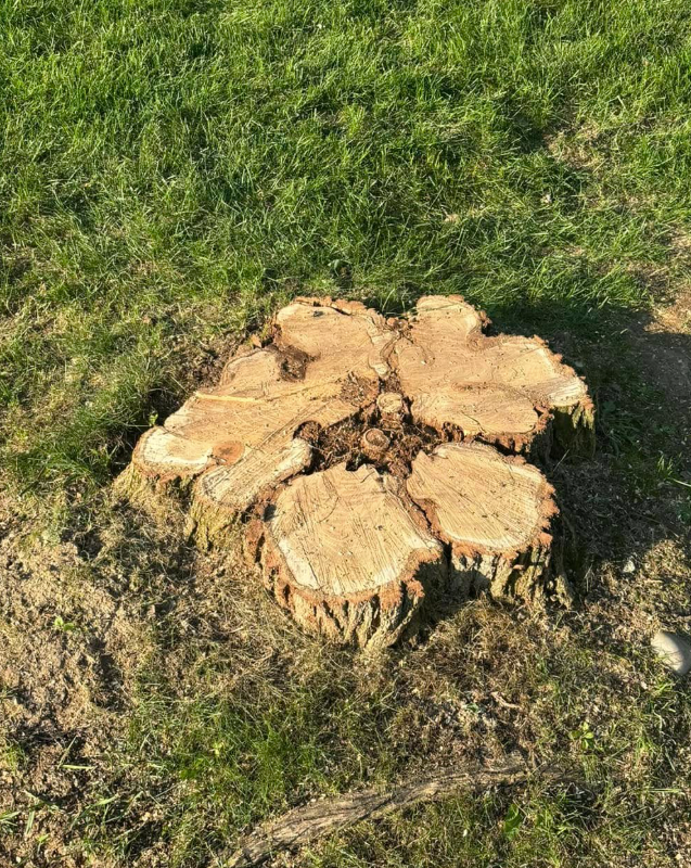 Our expert stump removal service efficiently eliminates unsightly stumps, improving your landscape's appearance while preventing future pest problems and allowing for new planting opportunities. Trust us for seamless, eco-friendly results. for T's Trees in Albany, NY