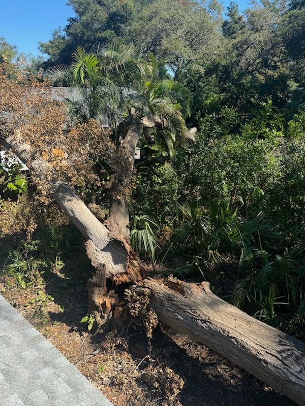 All Photos for Elevation Tree Service in Holiday, FL