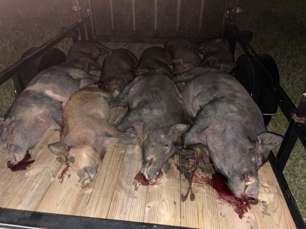 All Photos for Havoc Hog Control in Molino, FL