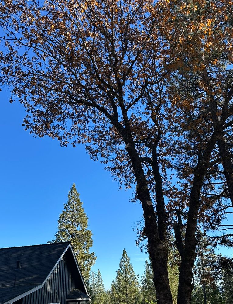 Our Tree Trimming service enhances your property's beauty, promotes healthy tree growth, and ensures safety by expertly pruning branches. Trust our skilled team for precise care tailored to your landscape's unique needs. for Tyco Forest Management in Placerville, CA