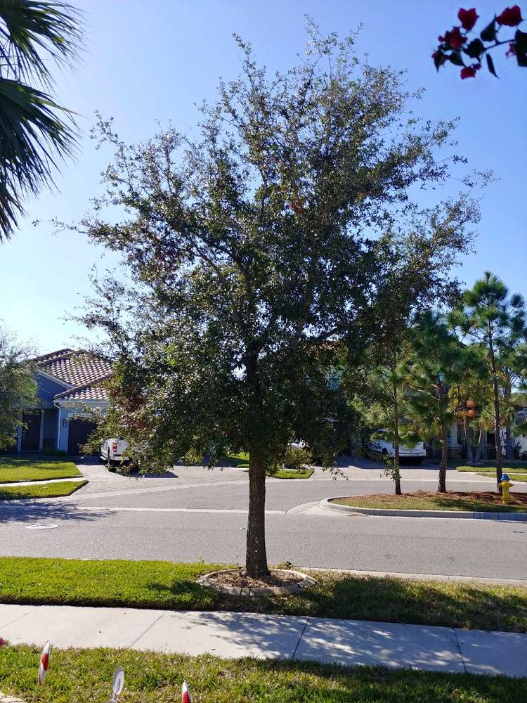 All Photos for TREE BOYS in Ruskin, FL
