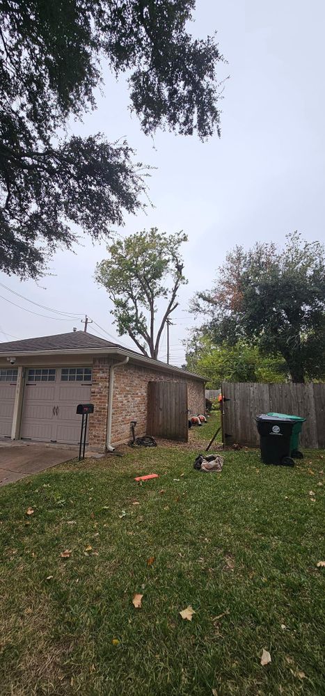 All Photos for Servin's Tree Care  in Houston, TX