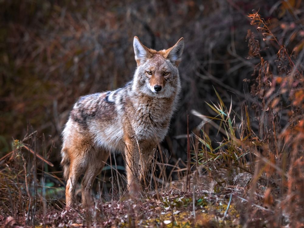 Why are coyotes around my house? Coyotes generally avoid humans, even when their home range encompasses largely urban or suburban habitat. However, the presence of a free buffet in the form of pet food or garbage can lure coyotes into suburban yards. for Wildlife Predator LLC in Lugoff, SC