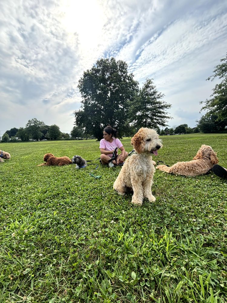 All Photos for Happy Dogs Grooming Salon in Westchester County, NY