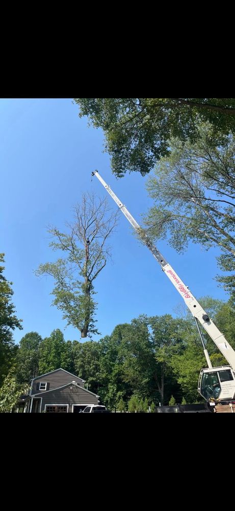 Tree Removal for Melnyk’s Tree Service in Salem County, NJ