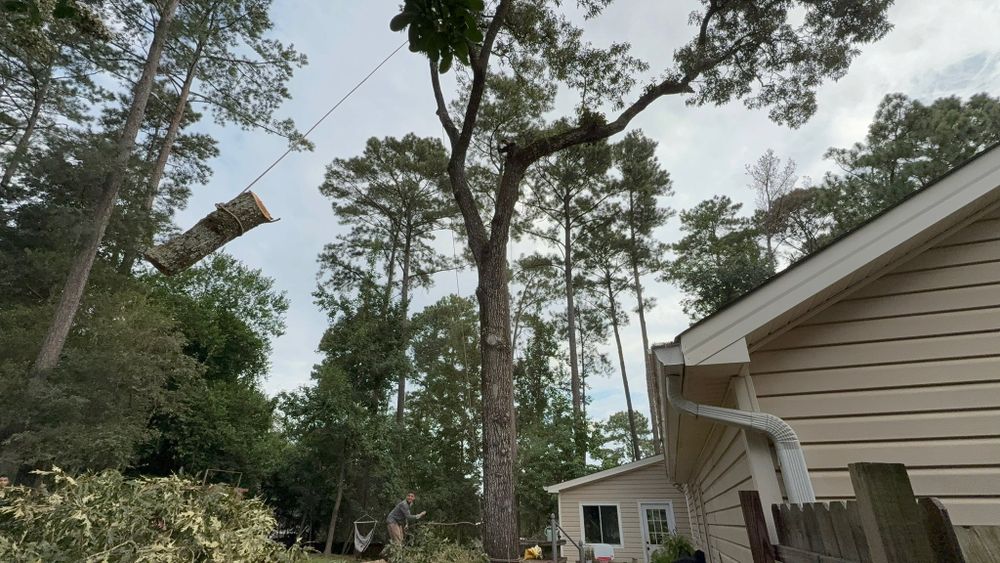 Tree Removal for T N L - Tree and Land Service in Reynolds, GA