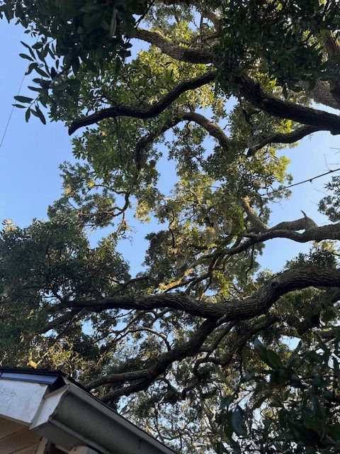 All Photos for Hawkins Tree Service & Land Management in Richmond Hill, GA