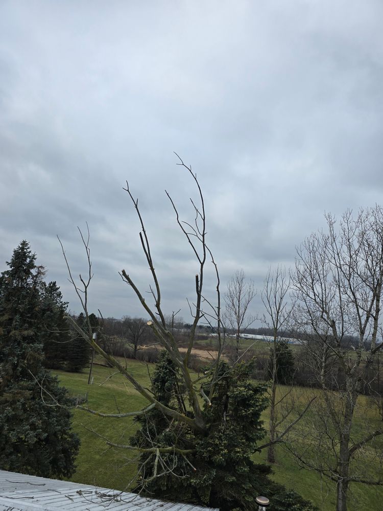 All Photos for D Hale Tree Service in Ann Arbor, MI