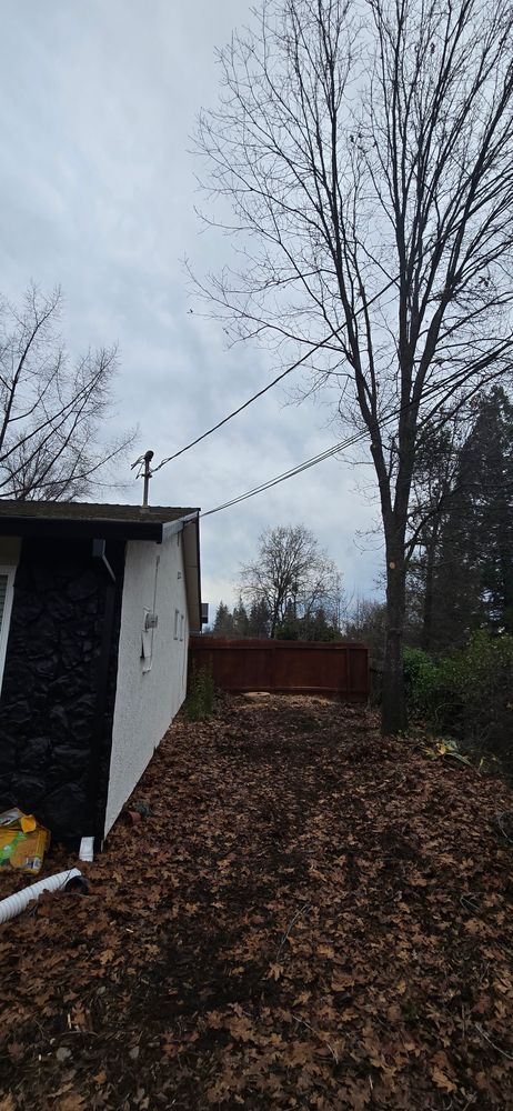 All Photos for George Staddan's Professional Tree Care in Placerville, CA