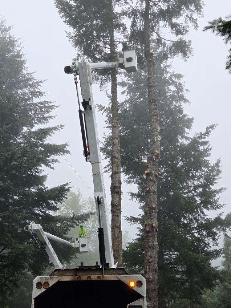 All Photos for Clippys Tree Pros in Stayton, OR