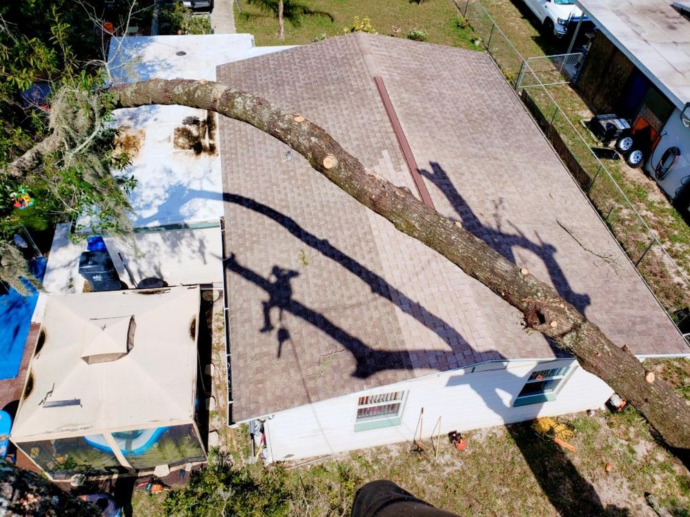 Tree Removal for The Third Day Land Management Company  in Tampa,  FL