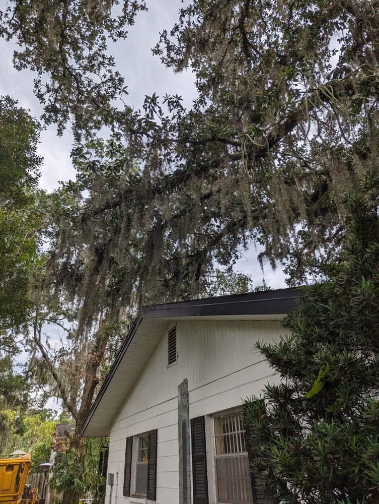 All Photos for Regal Tree Service and Stump Grinding in Wauchula, FL