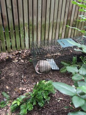 All Photos for Toppers Wildlife Removal in Garland, TX
