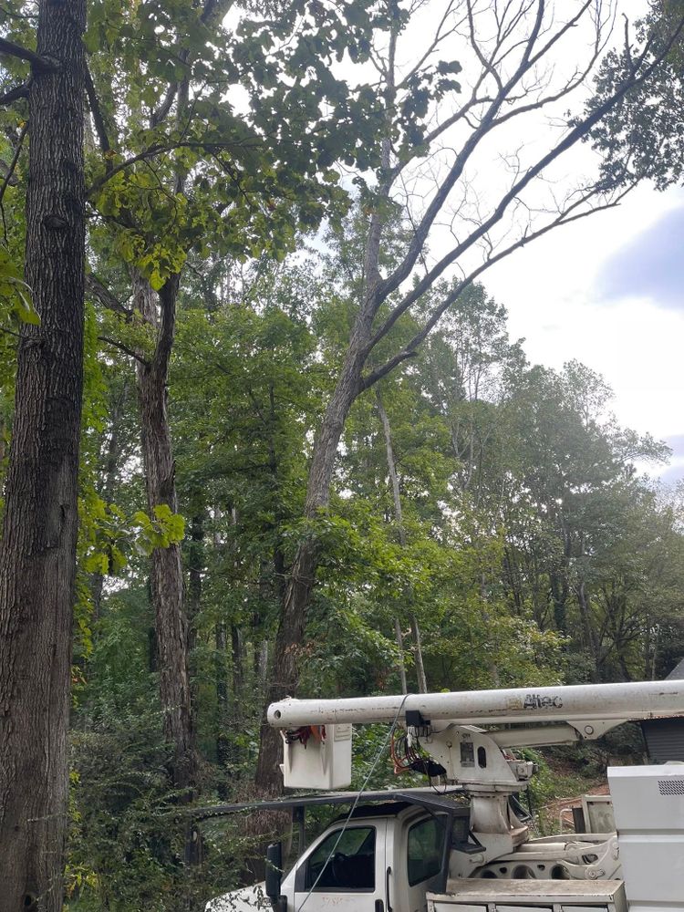 Tree Services for K-2 Tree Service in Shelby, NC