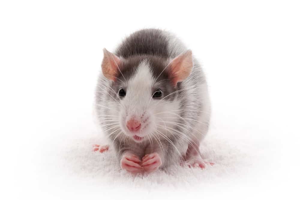 Our Rodent Control service removes mice and rats, seals entry points, and helps prevent future infestations. We protect your home with safe, effective treatments tailored to your property and needs. for Niko's Pest Control in Las Vegas, NV