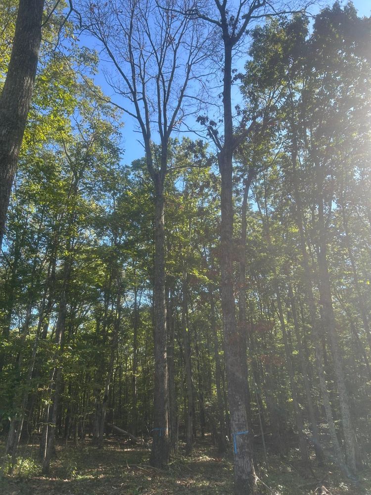 All Photos for McBee’s Tree Service in Sewanee, TN