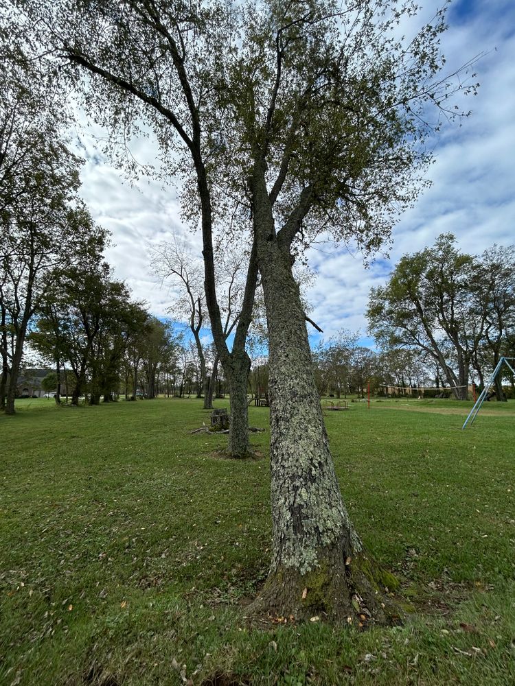 All Photos for Houtz Tree Service in Lexington, KY
