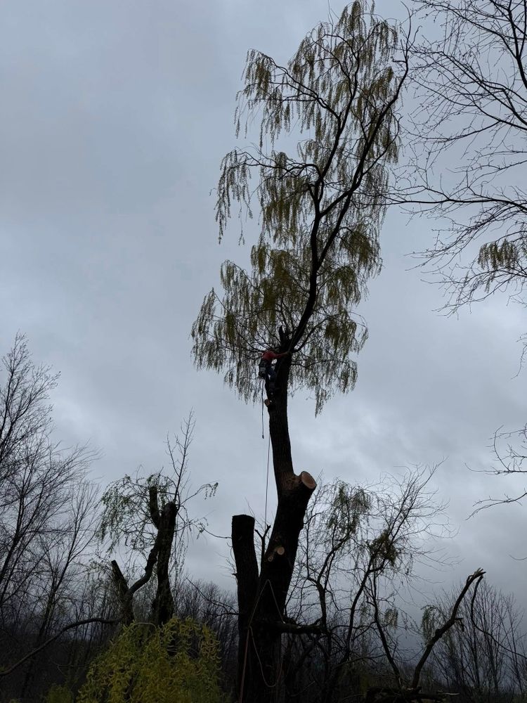 All Photos for Sterlings Tree Removal in Cobleskill, New York