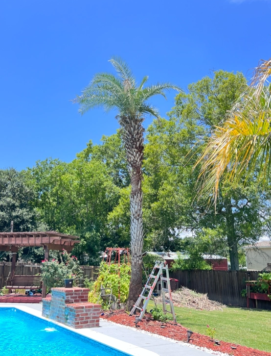 Tree Trimming  for Lawn Rangers in Baton Rouge,  LA