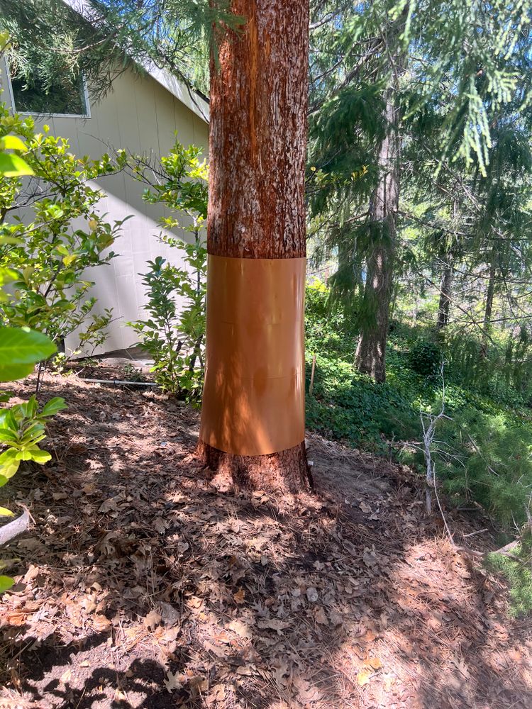 All Photos for Poseidon Valley Tree Service Corp in San Bernardino, CA