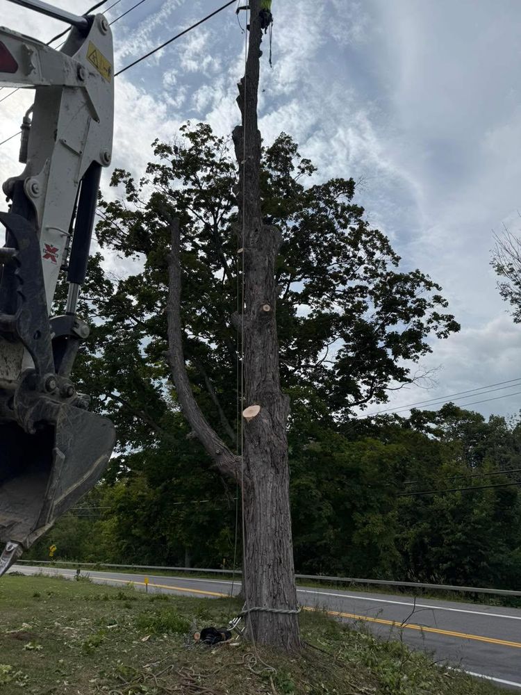 All Photos for Sterlings Tree Removal in Cobleskill, New York