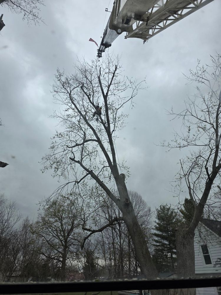 All Photos for Advanced Tree Solutions in Rockville, IN