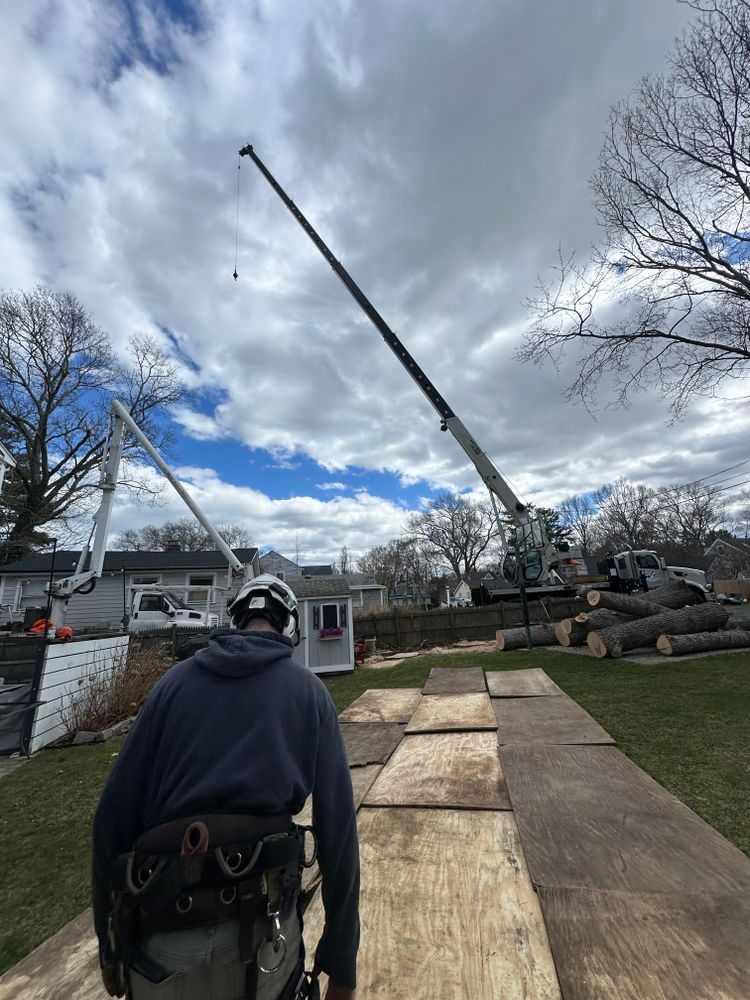 All Photos for Powells Tree Service Inc. in Cape Cod, MA