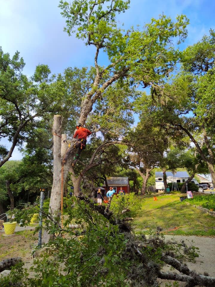 Tree climbing  for Z’s Trees LLC in Grey Forest, TX