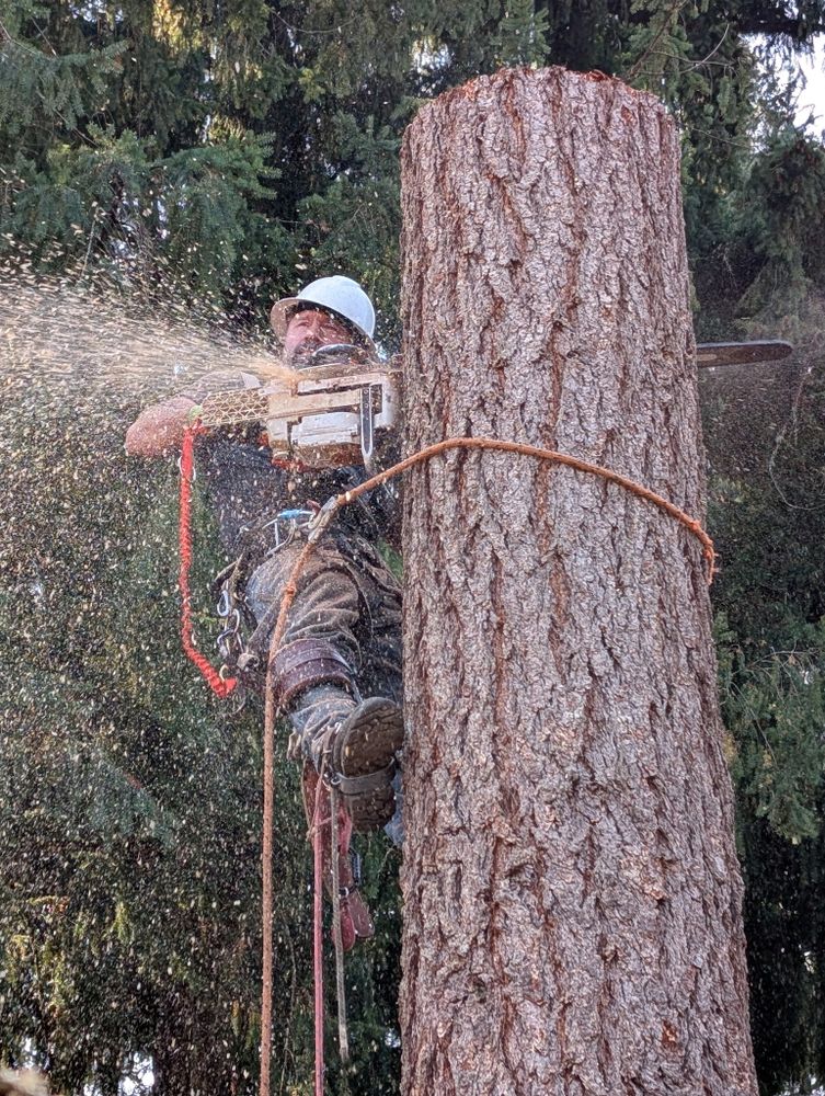 All Photos for Clippys Tree Pros in Stayton, OR