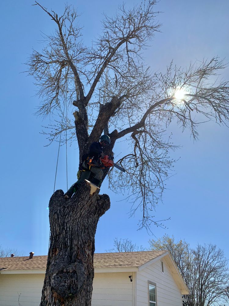 Tree climbing  for Z’s Trees LLC in Grey Forest, TX