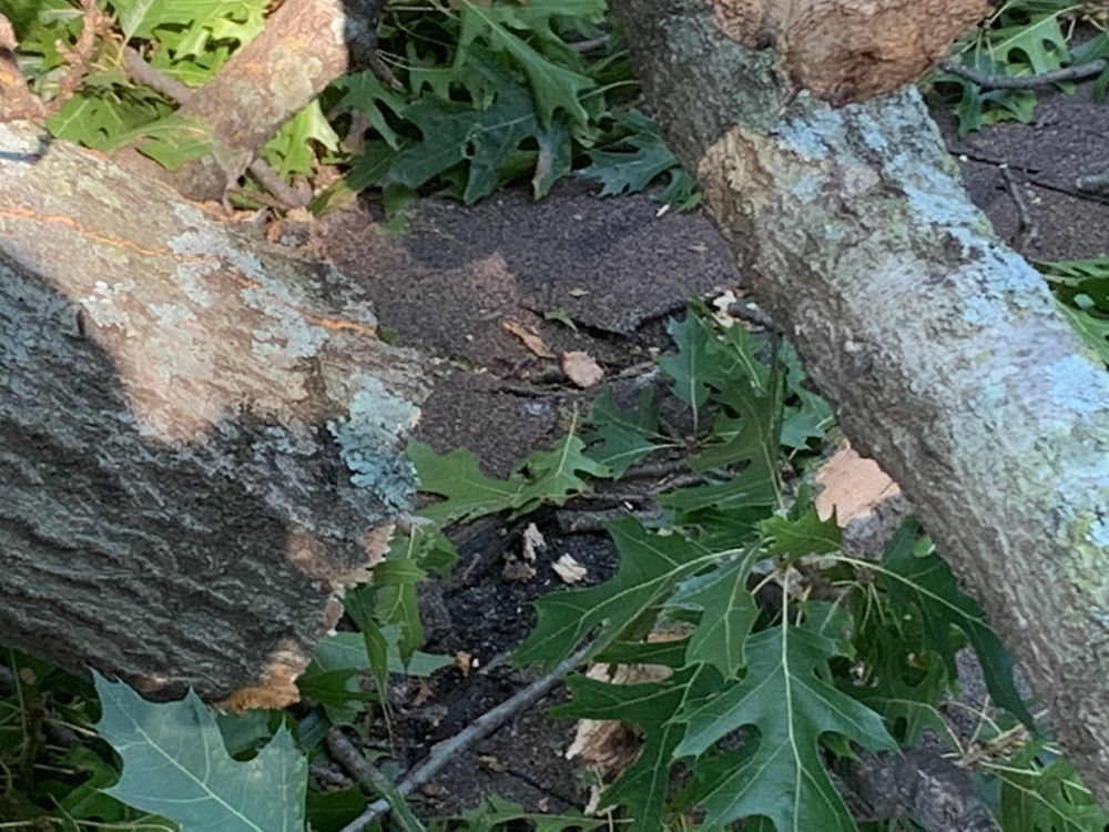 All Photos for TLC Professional Tree Service in Bedford, TX