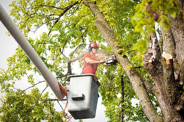 Our Tree Trimming and Removal service ensures safe, efficient clearing of unwanted trees and branches, enhancing your property's appearance while maintaining safety through professional methods tailored to meet your specific needs. for A Plus Demolitions Services in Pittsburgh, PA