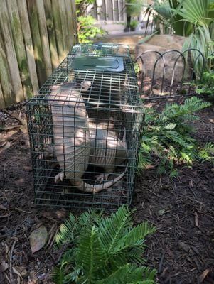All Photos for Toppers Wildlife Removal in Garland, TX
