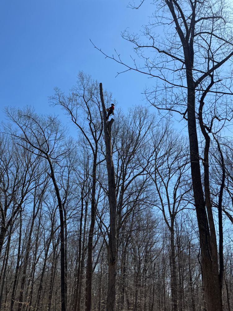 All Photos for Branch Out Tree Care LLC in Fredericksburg, VA