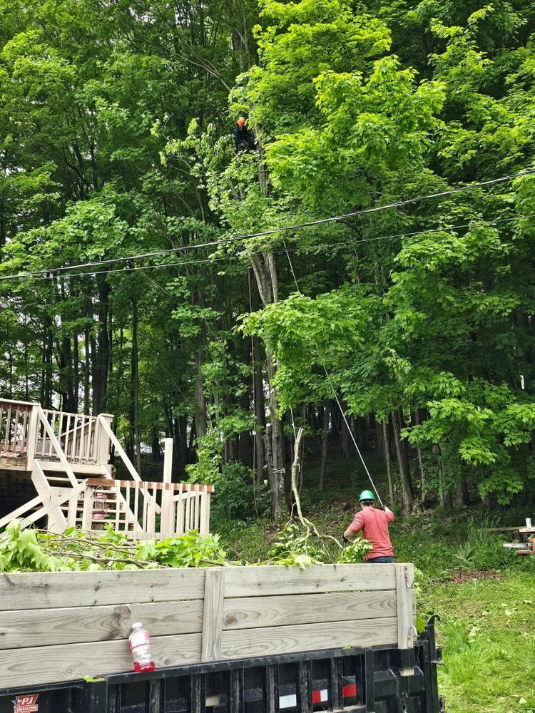 Tree Removal for Licensed to Cut in Athens, PA