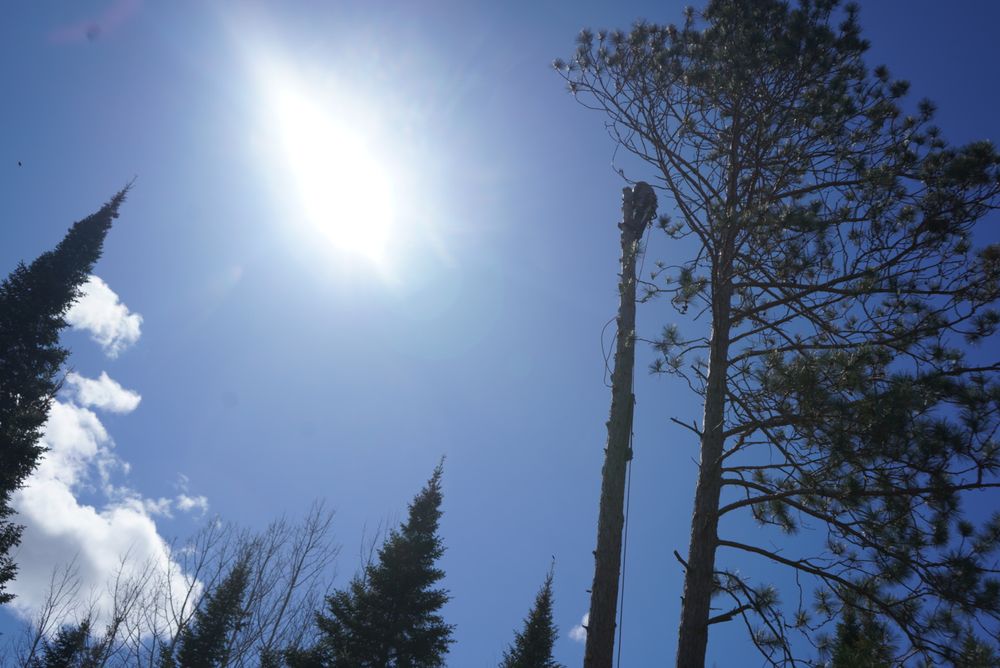 All Photos for Dan's Tree Service LLC in Bemidji, MN