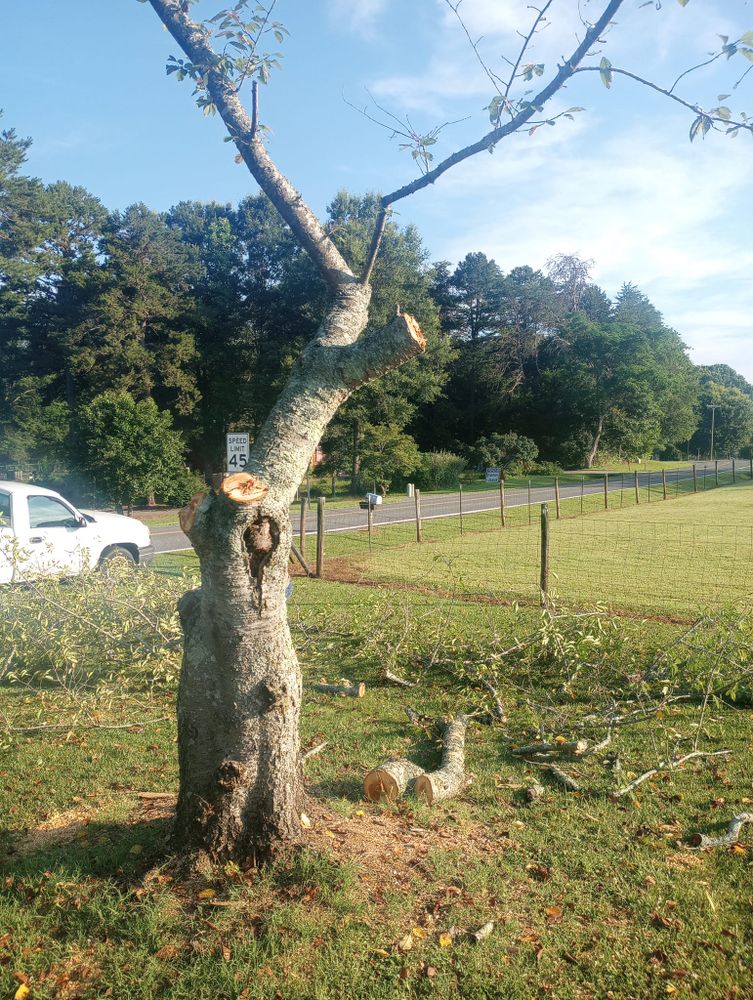 Tree Removal for Backwoods Tree Experts in Hickory, NC