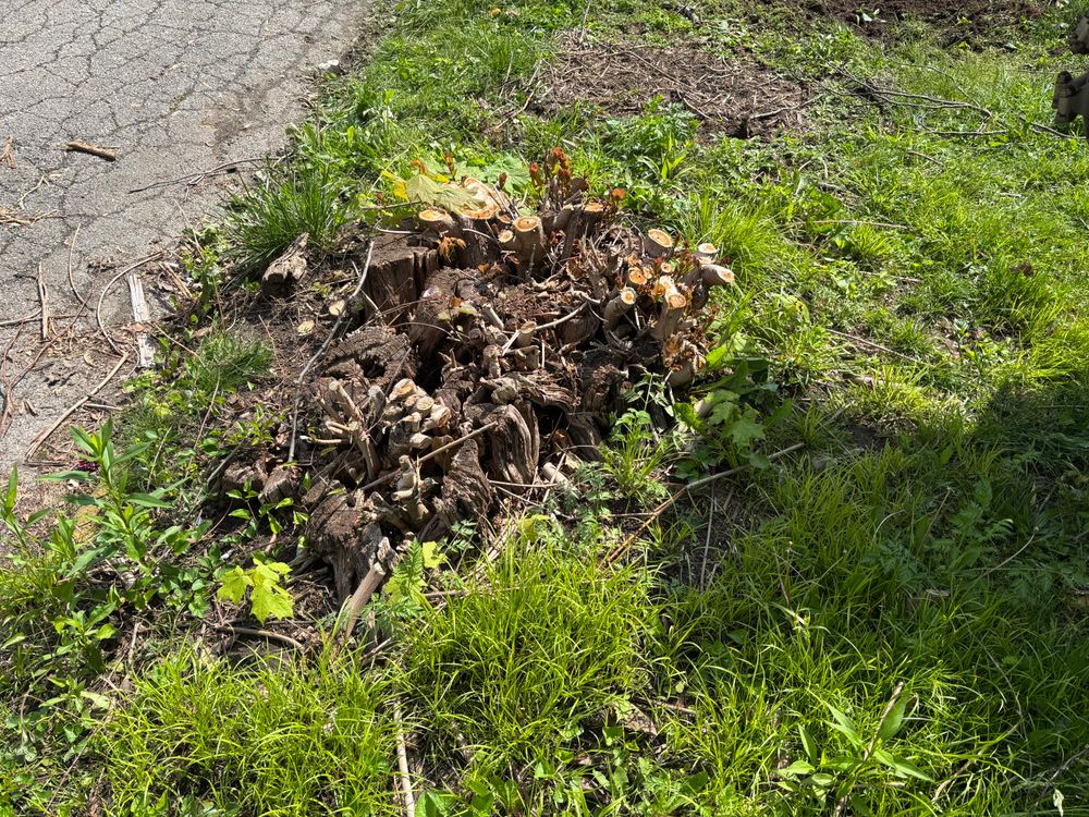 All Photos for Conrad's Stump Removal in Columbus, IN
