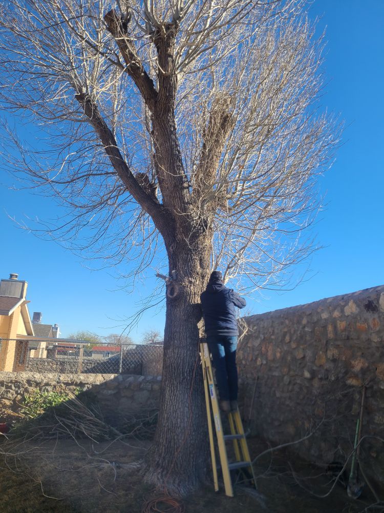 Residential Tree & Shrub Removal for ADM Landscaping & Irrigation LLC in El Paso,  TX