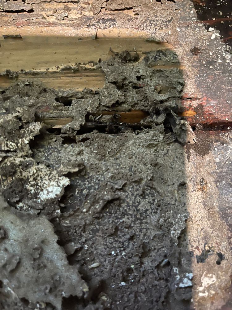 Termite for All-In Pest Control & Home Solutions in Greene County, IN