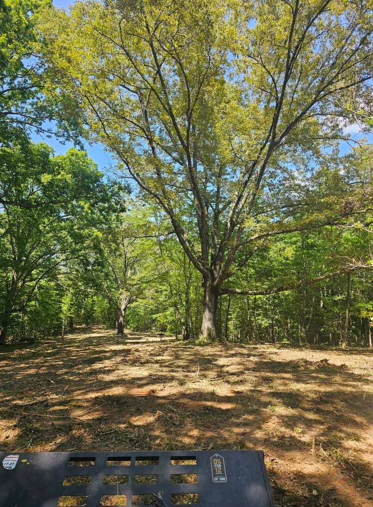 Our Forestry Mulching service efficiently clears overgrown land by using specialized equipment to cut, grind, and remove vegetation in place, promoting healthy regrowth while minimizing environmental disturbance and enhancing property value. for Whaley Land Development in Athens, TN