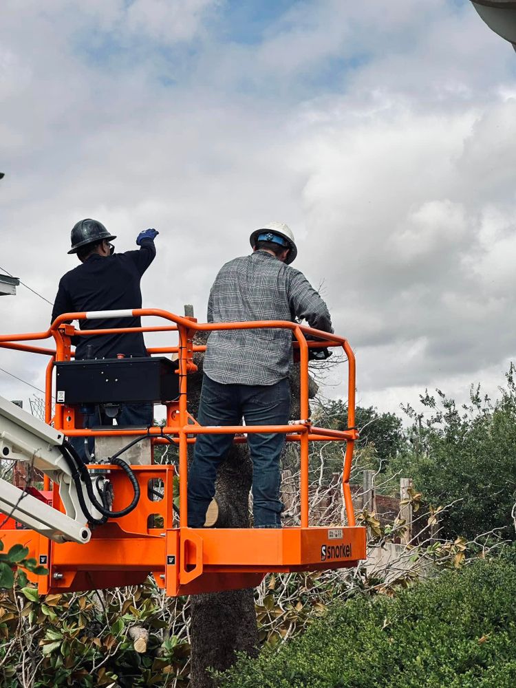 Tree Removal for Lion In The Tree Trimming Service in Big Spring, TX