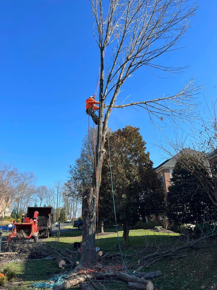 Tree Trimming and Removal for DIAZ TREE in Stafford, VA