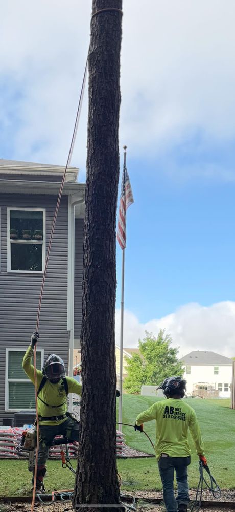 All Photos for AB Tree Service in Raleigh, NC