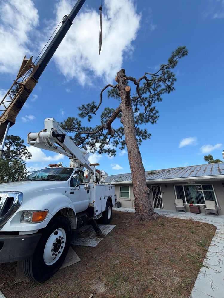All Photos for Damian’s Tree Care in Sarasota, FL