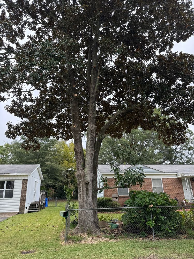 Tree Removal for Tucker's Tree Service and Stump Grinding in Lugoff, SC