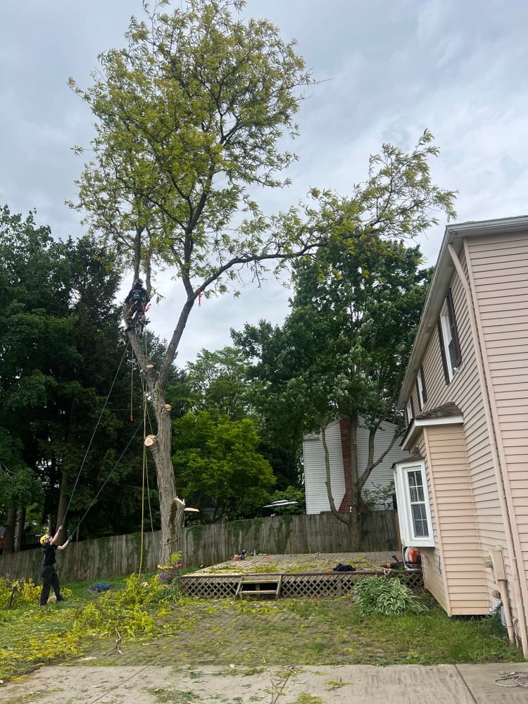 All Photos for Down To Earth Tree Service, LLC in Olmsted Falls, OH